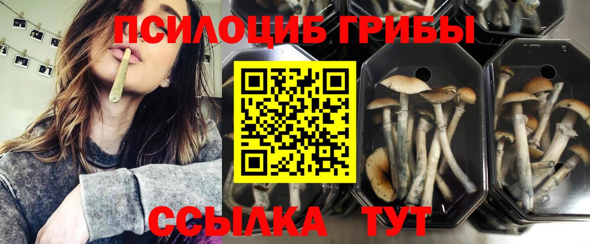 Галлюциногенные грибы Magic Shrooms  купить наркоту  Псилоцибиновые грибы мухоморы  Аргун  Вход с VPN 